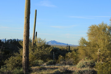 Fototapeta premium sonora