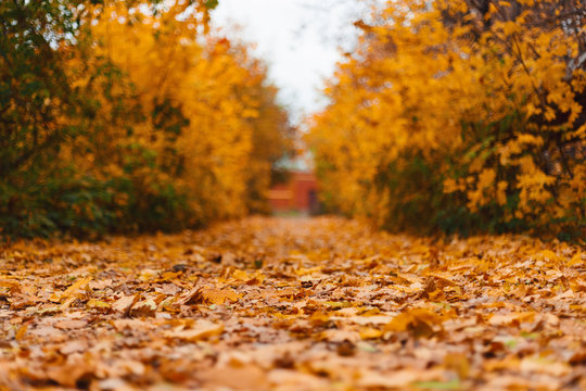 Autumn forest road landscape. Autumn leaves road view. Autumn Landscape. Beautiful autumn landscape with yellow trees and sun. Colorful foliage in the autumn park. Autumn season concept. Soft focus