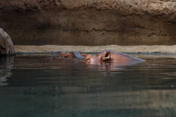 Hippopotamus in the water. Behemoth's head peeks out of the water. Hippos rest on a hot summer day...