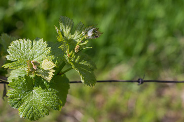 The vineyard in spring: vine shoots growing in spring. Artistic blurred effect. Springtime.