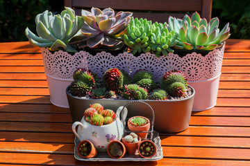 Shabby Chic Deko mit verschiedenen bepflanzten Gefäßen auf einem braunen Holztisch im Garten in der Sonne