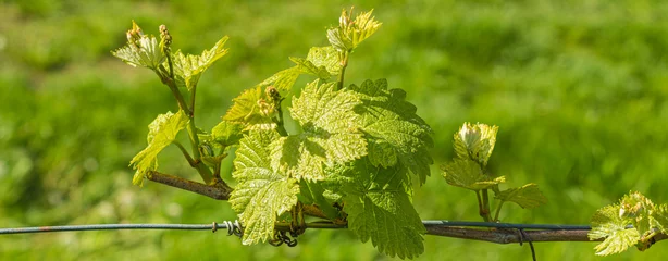 Zelfklevend Fotobehang The vineyard in spring: vine shoots growing in spring. Artistic blurred effect. Springtime. © lorenza62