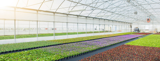 Greenhouses for growing flowers. Floriculture industry - obrazy, fototapety, plakaty