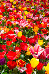Beautiful tulips blooming in a garden. Spring flowers in blossom