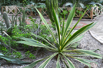American yellow-edged agave and other succulents in the winter garden