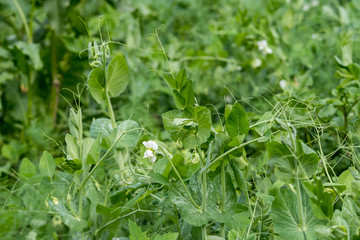 Fresh green organic peas leaves and white flowers in a traditional vegetables garden in a summer day, beautiful outdoor monochrome background photographed with soft focus