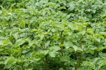 Obraz premium Fresh green organic potato leaves in a traditional vegetables garden in a summer day, beautiful outdoor green background photographed with soft focus