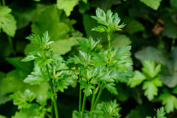 Fresh green organic celery leaves in a traditional vegetables garden in a summer day, beautiful outdoor green background photographed with soft focus