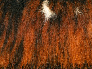 Red hair of wild animal as background and texture