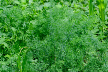 Fresh green organic dill leaves in a traditional vegetables garden in a summer day, beautiful outdoor monochrome background photographed with soft focus