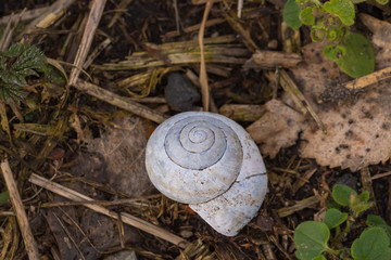 ein weißes Schneckenhaus