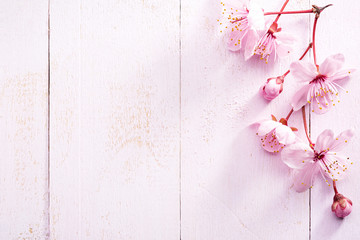 Flowers of Sakura on light pink shabby wooden board.  Top view.