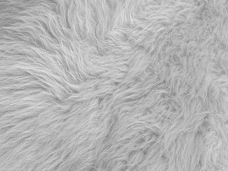 Long white wool of an alpine goat as texture and background