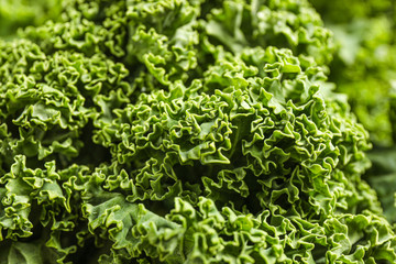 Fresh green kale leaves as background, closeup
