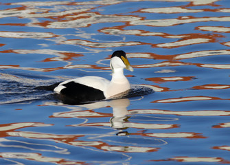 Eider