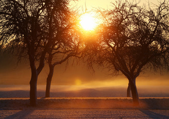 Die Sonne durchbricht bei Sonnenaufgang den Morgennebel an der Strasse mit vier Bäumen als dunkle...