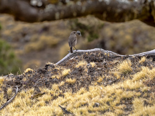 Sombre rock chat, Oenanthe dubia, little bird, looking for nest building material, Ethiopia
