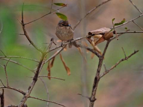 African Dusky Flycatcher, Muscicapa Adusta, Sitting On Tree With Dry Leaves, Ethiopia