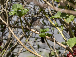 The Common Bulbul, Pycnonotus barbatus, is hidden in the branches of a tree, Ethiopia