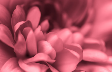 Obraz premium Abstract floral background, pink chrysanthemum flower. Macro flowers backdrop for holiday brand design