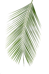 Obraz premium Beautiful lush tropical leaf isolated on white