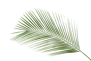 Obraz premium Beautiful lush tropical leaf isolated on white