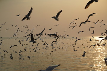 flock of birds flying in the sky