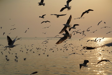 birds in flight