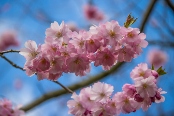 Japanische Kirschblüte