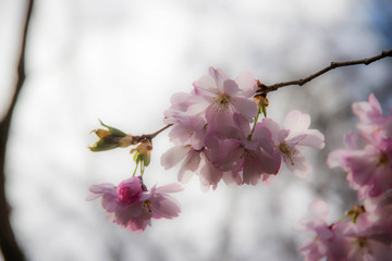 Japanische Kirschblüte