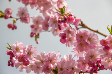 Japanische Kirschblüte