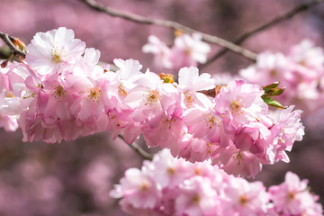 Japanische Kirschblüte