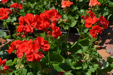 Group of vivid red Pelargonium flowers (commonly known as geraniums, pelargoniums or storksbills) and fresh green leaves in a pot in a garden in a sunny spring day, multicolor natural texture