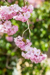 Japanische Kirschblüte