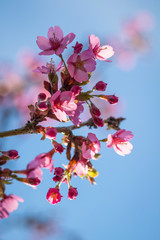 Japanische Kirschblüte