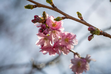 Japanische Kirschblüte