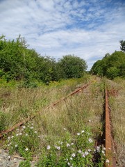 Obraz premium North America, Canada, Province of Nova Scotia, Cape Breton Island, swamp, forest, bridge