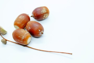 beautiful brown acorns perched on a white background