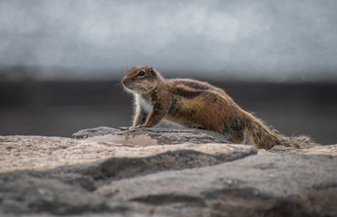 Fuerteventura ardilla
