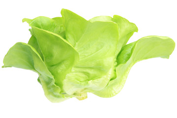 Fresh Organic Green Butter head Lettuce vegetable or Salad vegetable  hight  nutrition isolated on white back ground close-up