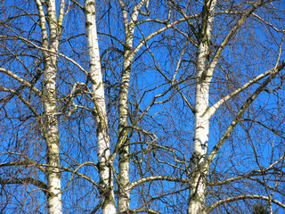 trunks of white birches against the blue sky in winter