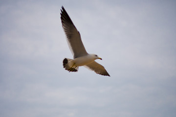 Flight of seagulls on the beachfront.