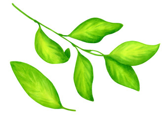 Watercolor branch with green citrus leaves. Hand drawn plant illustration isolated on white background for cards, invitations, package, design and decoration