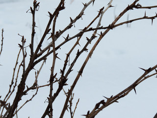 prickly gooseberry Bush in winter on a background of snow.
