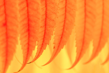 leaves toned, abstract orange background
