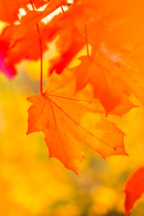 autumn maple leaves hang on
