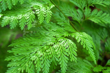 Nature scene of Closeup green Fern leaf is Tropical leaves with blurred background