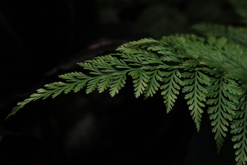 Nature scene of Closeup green Fern leaf is Tropical leaves with blurred background