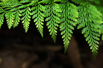 Nature scene of Closeup green Fern leaf is Tropical leaves with blurred background