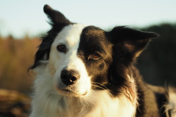 portrait of a dog